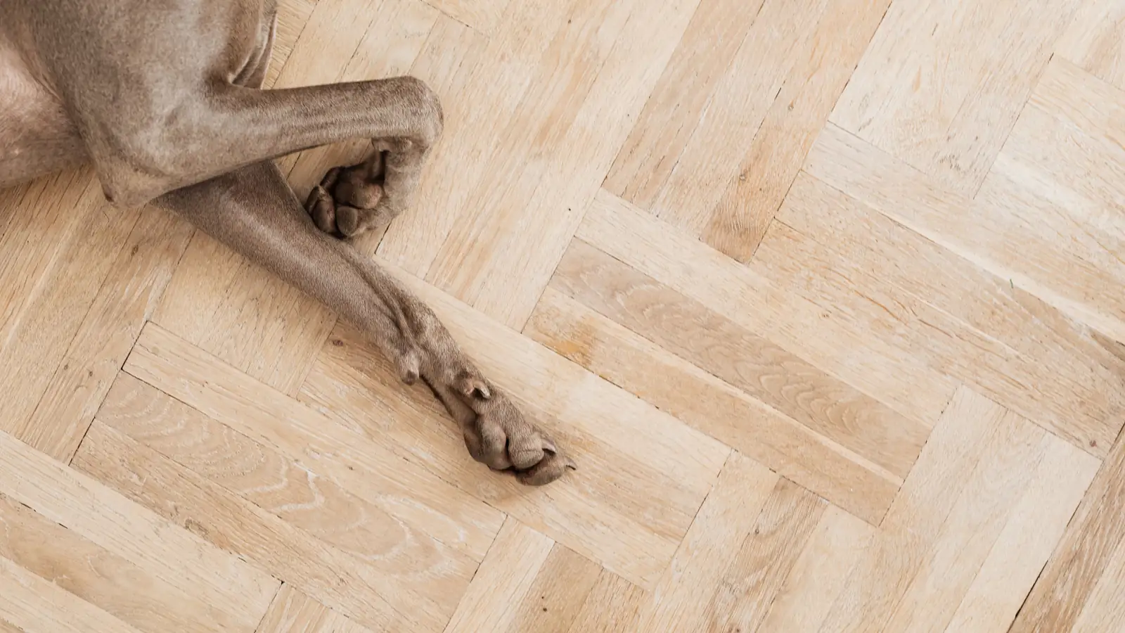 Hardwood Flooring Brown dog resting with its paws on a residential wood floor